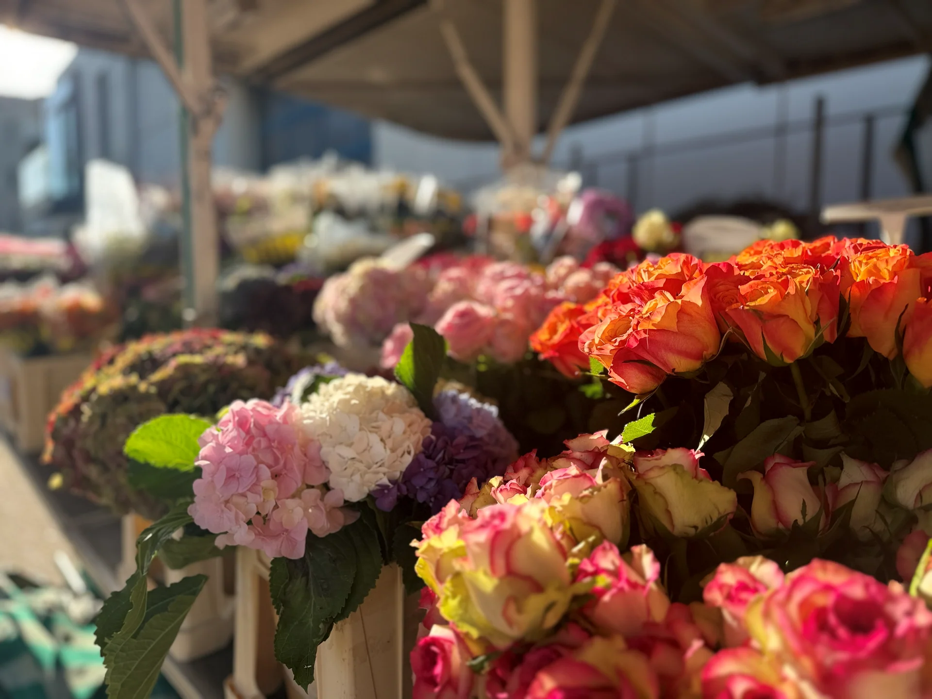 Orangefarbene Rosen und Hortensien am Rosen-Bähr-Blumenstand in Endingen