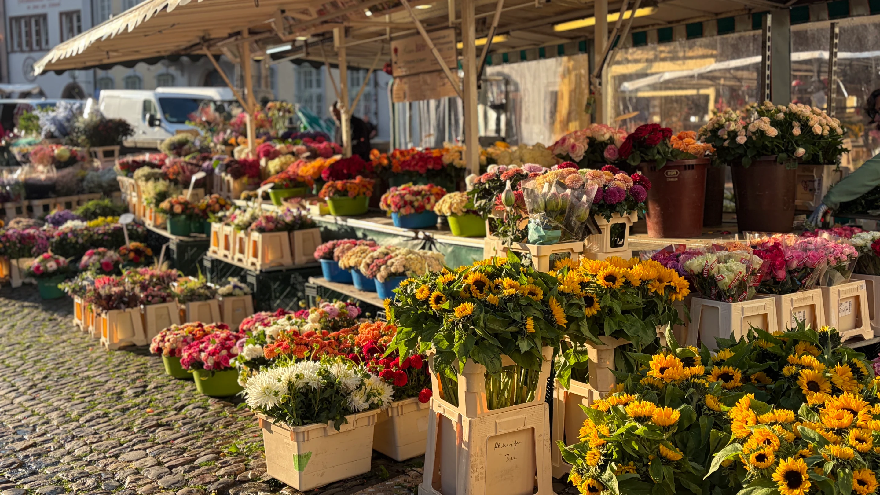 Blumenreiche Auslage am Rosen-Bähr-Stand auf dem Freiburger Münstermarkt mit Sonnenblumen und Rosen im warmen Morgenlicht