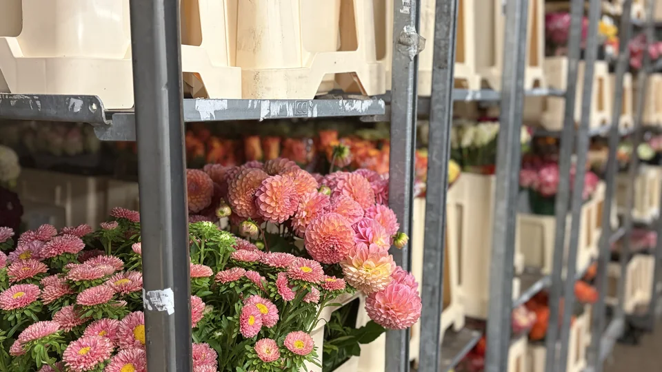 Frische Dahlien in Rollcontainern im Großhandel Rosen Bähr