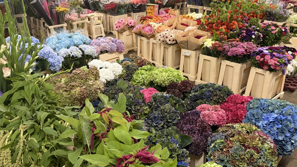 Große Auswahl frischer Schnittblumen im Blumengroßhandel Rosen Bähr in Friesenheim