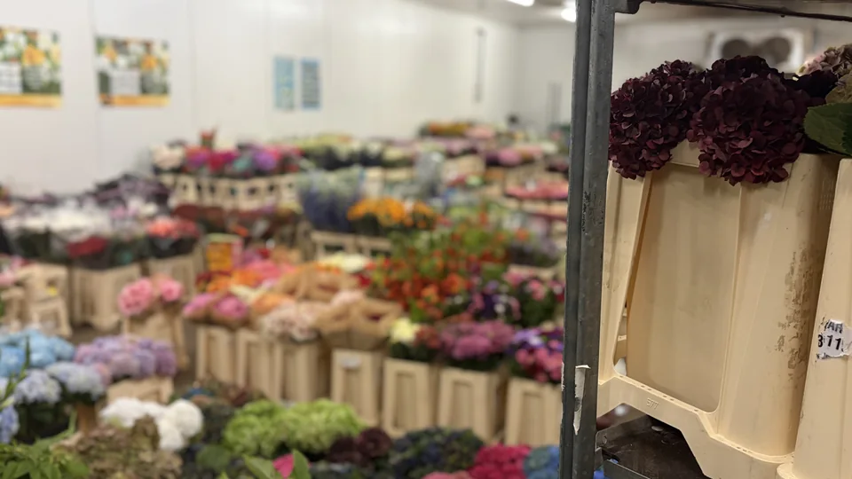 Blumenkisten und frische Schnittblumen im Großhandel in Friesenheim