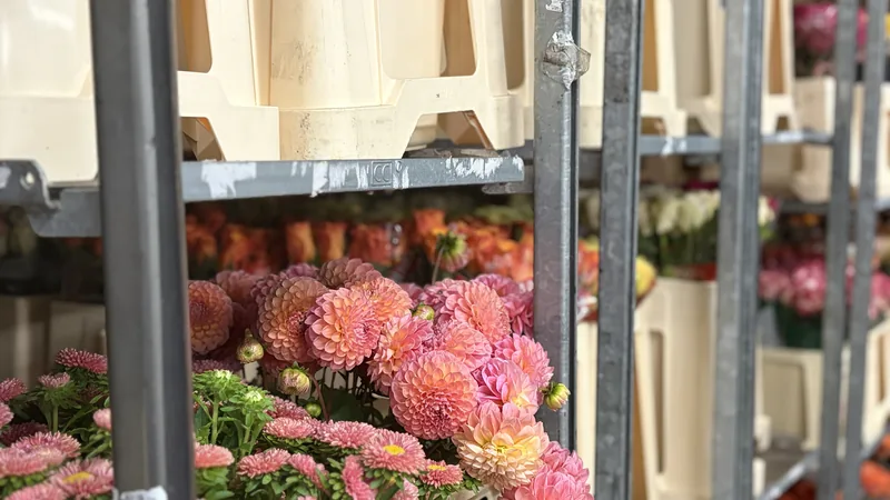 Frische Dahlien in Blumenkisten auf Rollcontainern im Rosen-Bähr-Großhandel