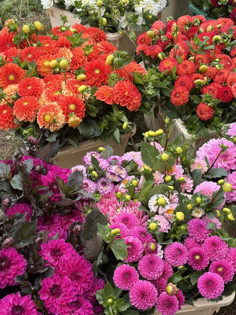 Saisonale Dahlien in Orange, Rot und Rosa in Blumenkisten bei Rosen Bähr
