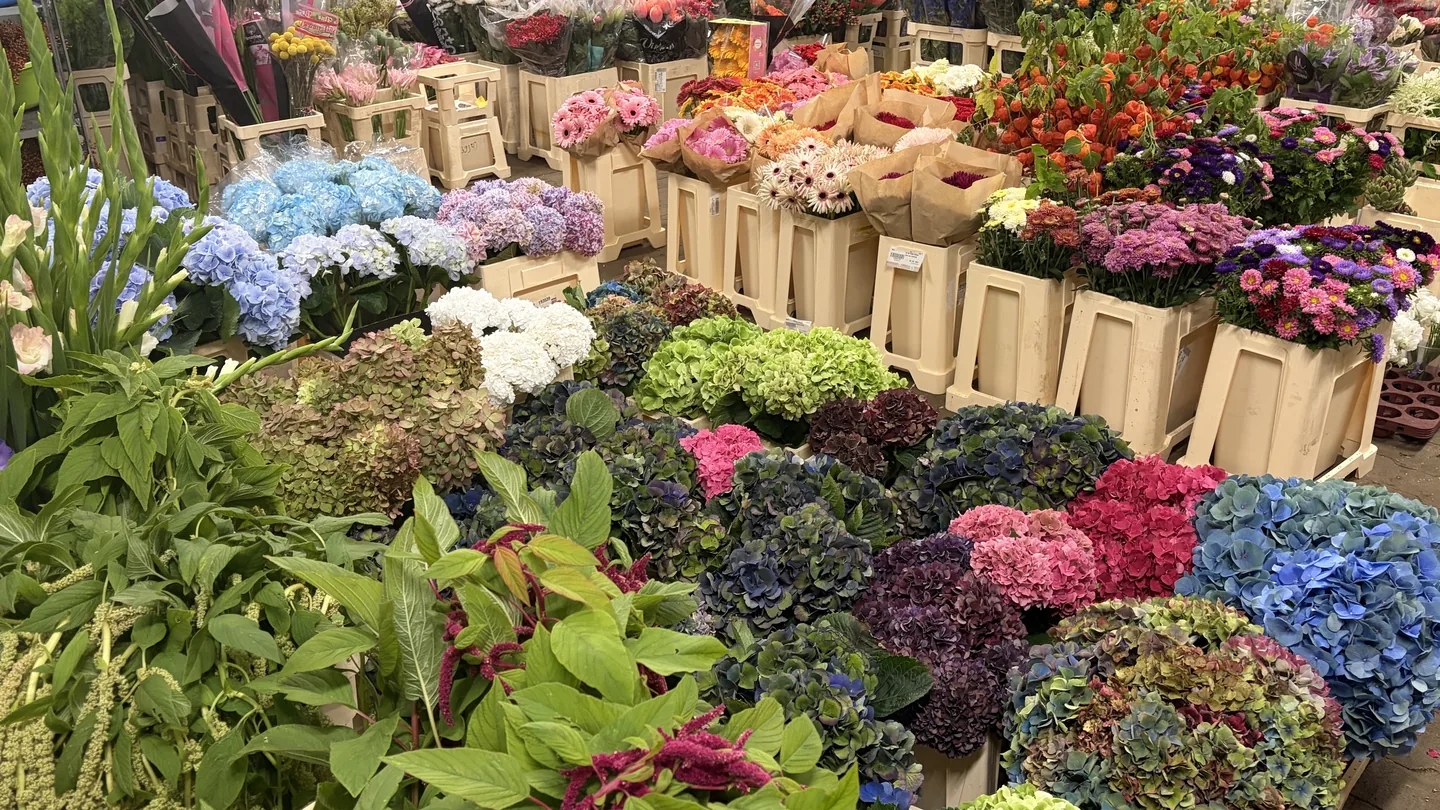 Große Auswahl frischer Schnittblumen im Rosen-Bähr-Großhandel in Friesenheim