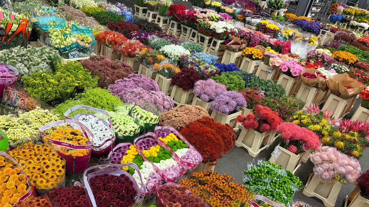 Vielfältige Schnittblumenauswahl im Blumengroßmarkt Freiburg