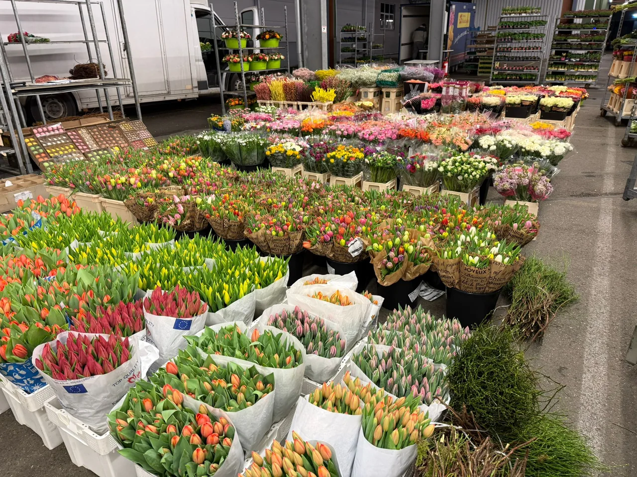 Große Mengen frischer Tulpen im Blumengroßmarkt Freiburg