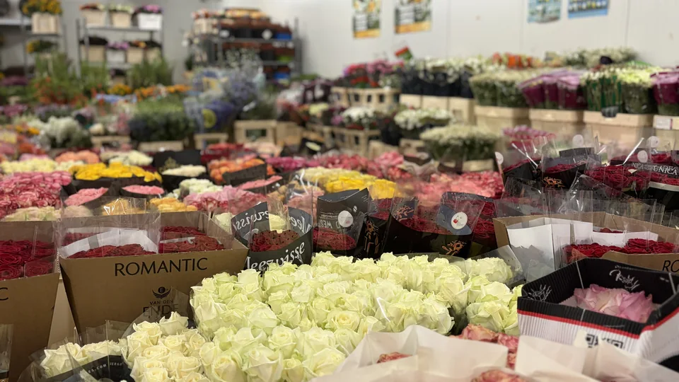 Schnittblumen und vielfältiges Sortiment im Rosen-Bähr-Großhandel