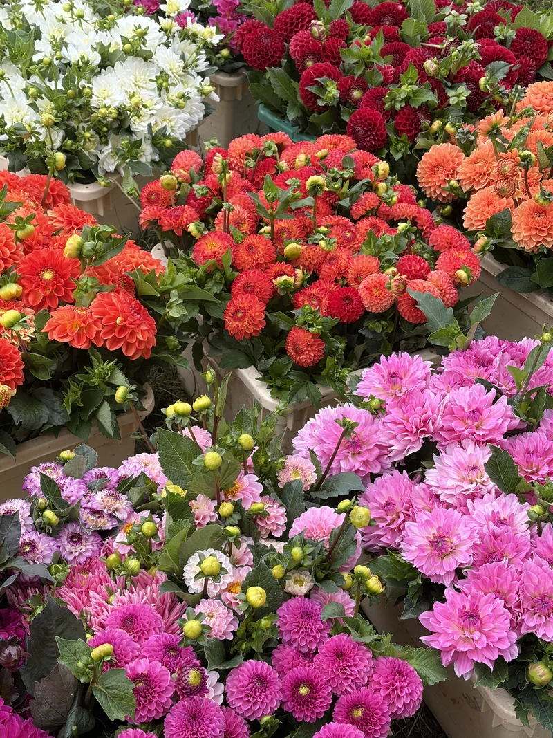 Dahlien in Rosa, Orange, Rot und Weiß im Rosen-Bähr-Sortiment