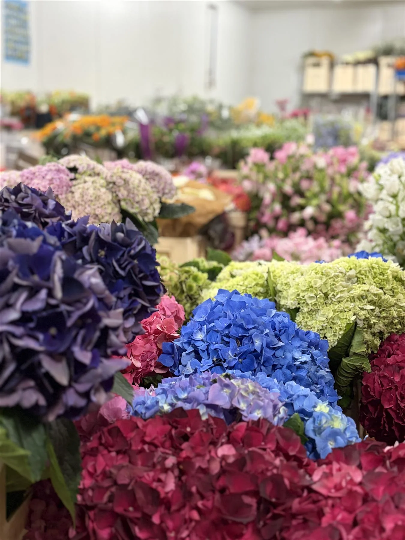 Hortensien und frische Schnittblumen im Sortiment von Rosen Bähr